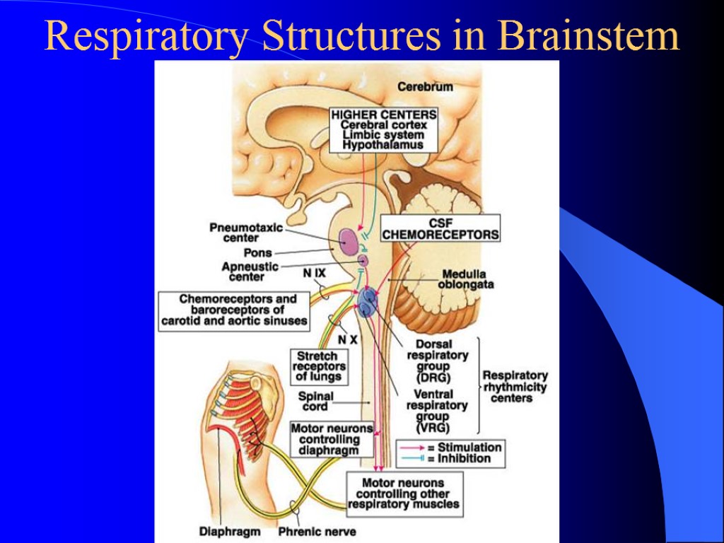 Respiratory Structures in Brainstem